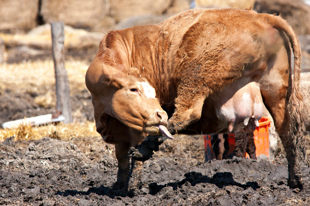 Vulnerabilitatea Dirty Cow